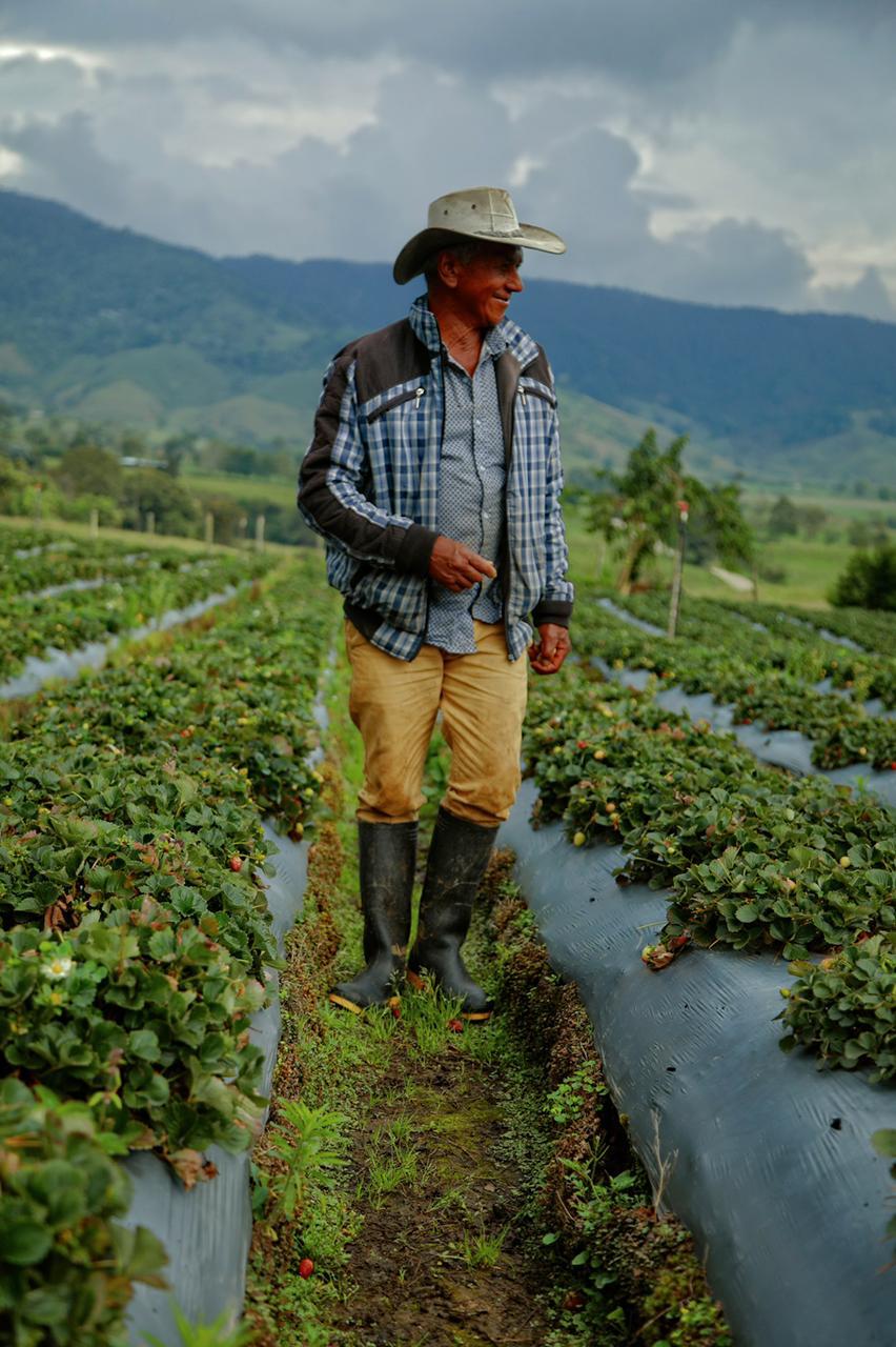 Campesino con sombrero y botas de caucho, camina en medio sus cultivos agrícolas. De fondo una montaña y cielo nublado.