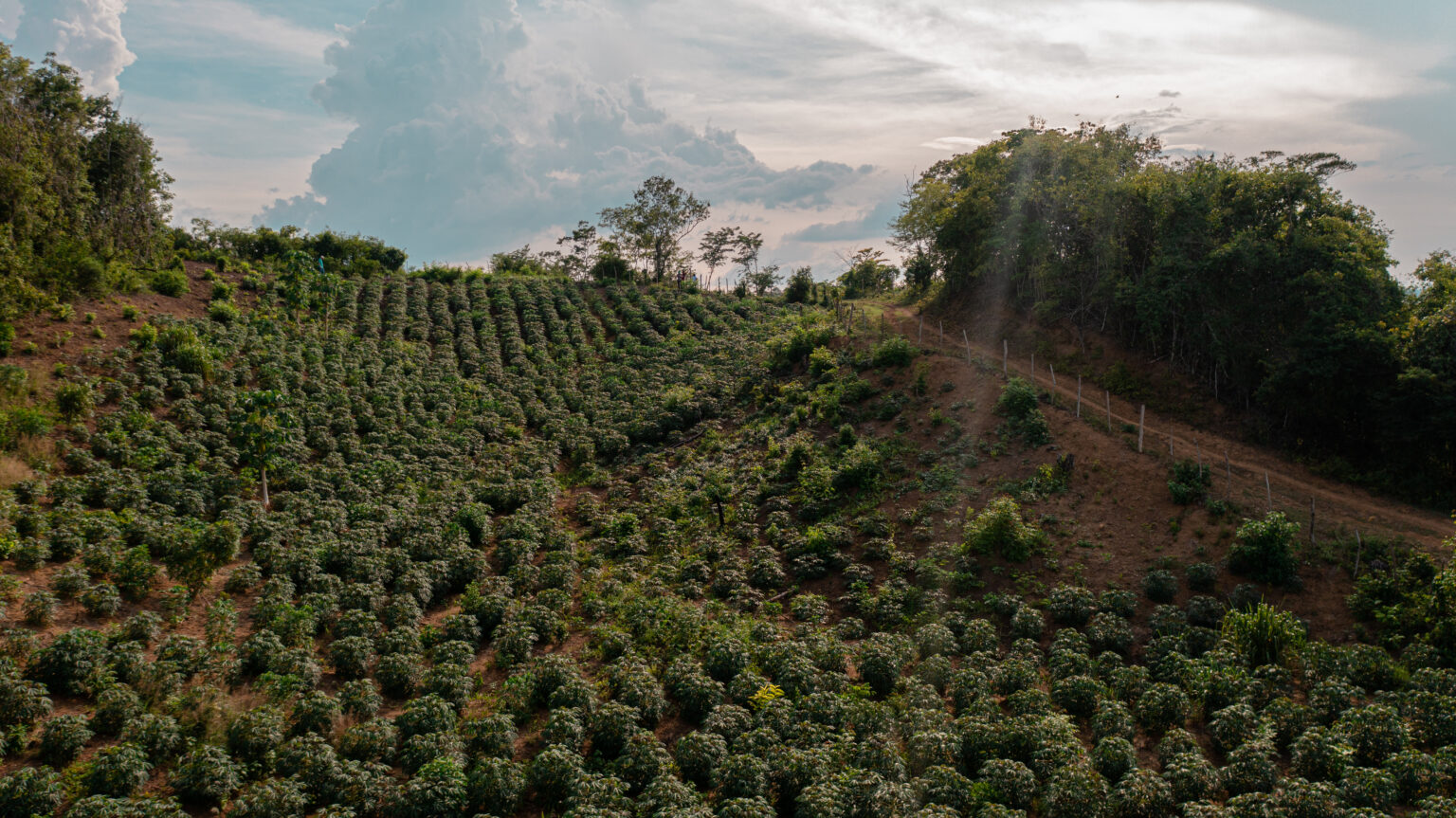 Fotografía de un terreno de cosecha.