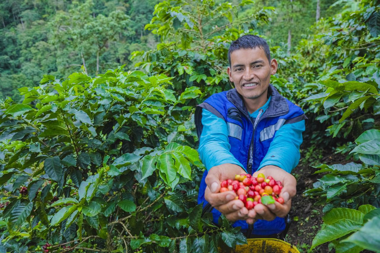 Campesino frente a cultivos de cafe 