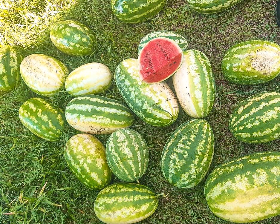 sandia-cortada-a-la-mitad