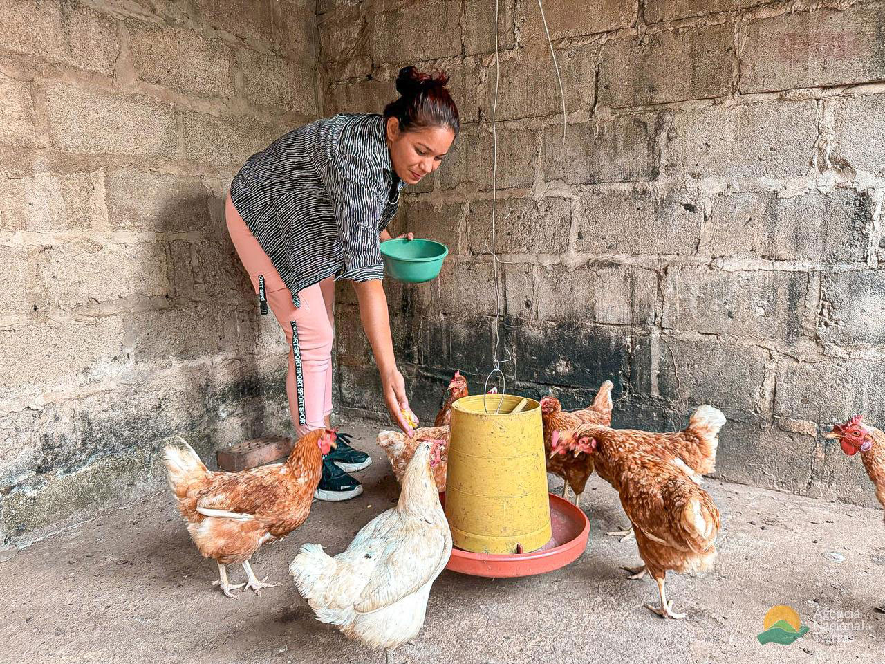 Mujer alimentado gallinas.
