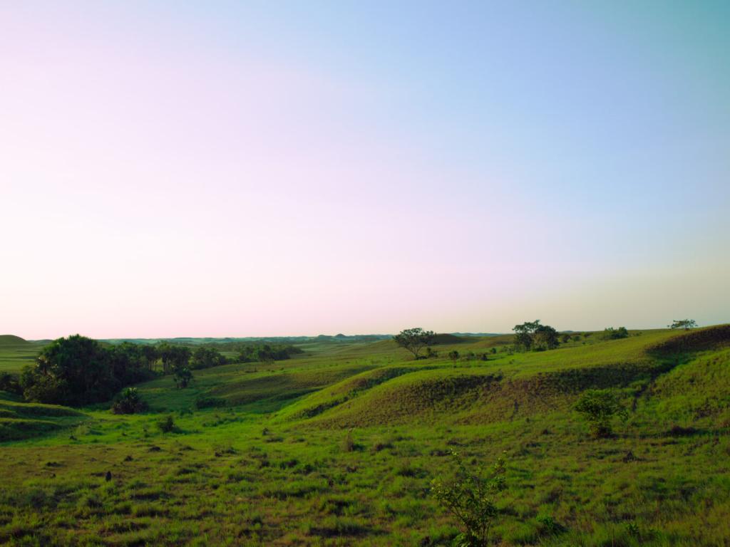 Los cachorros, en Puerto Gaitán.