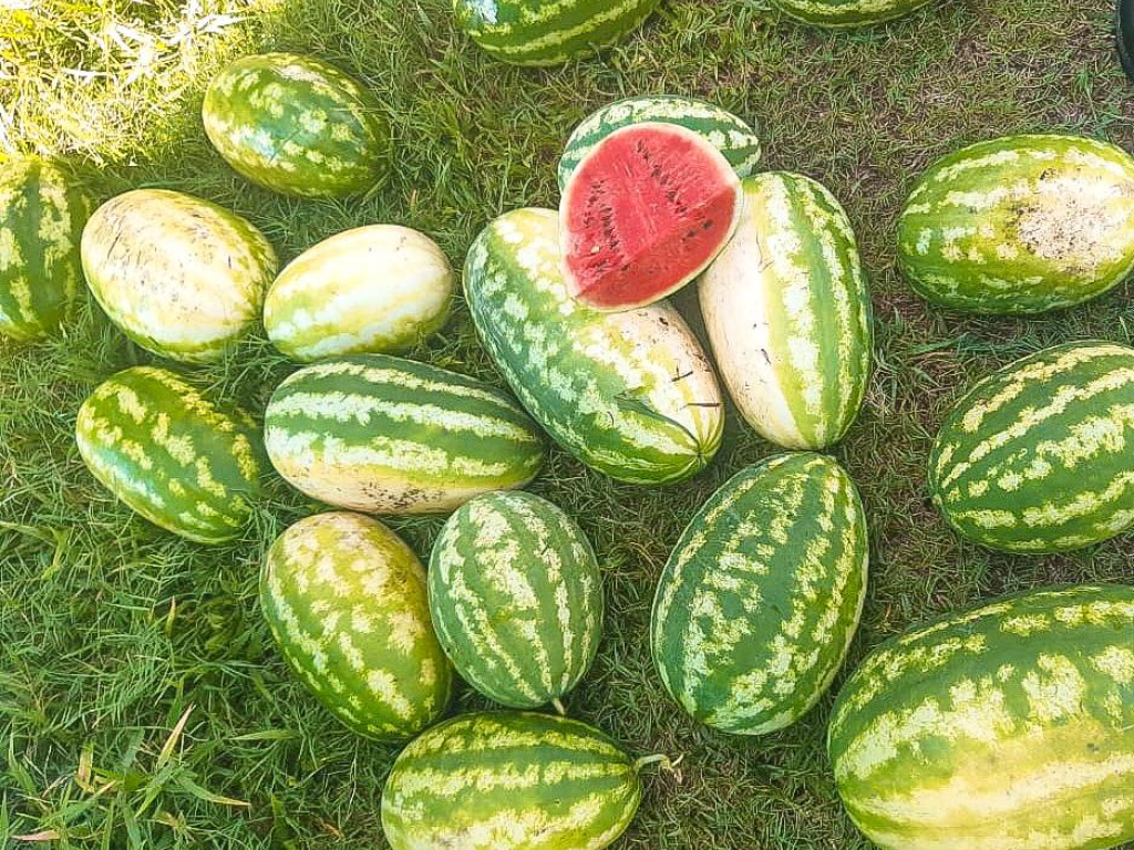 sandias-colocadas-en-la-hierba