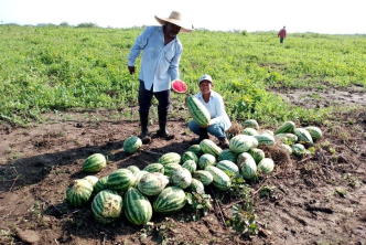 Familias del predio El Limón ya comercializan los alimentos de la Reforma Agraria en Plato, Magdalena