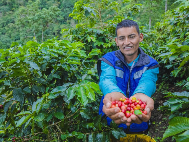 Campesino frente a cultivos de cafe 
