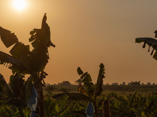 Terreno de siembra con un atardecer de fondo.
