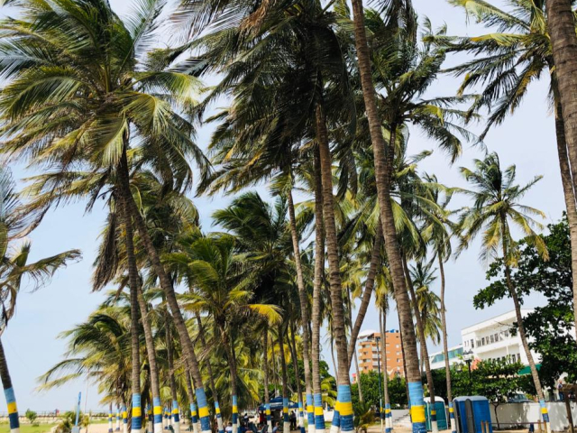 Playa con varias palmeras altas, sus hojas moviéndose por la brisa. De fondo hay edificios, hoteles y personas.