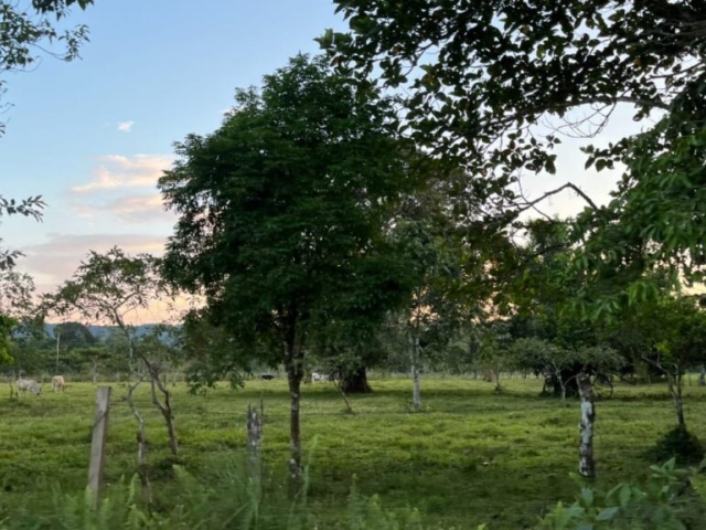 Campo con árboles y hierba en el fondo en algún lugar de Putumayo.