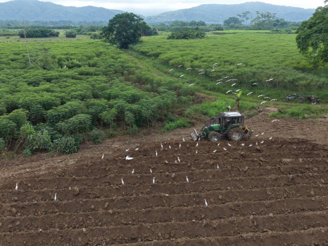 Campesinos del Catatumbo le apuestan a una Colombia libre de coca sembrando yuca, miel y otros alimentos para fortalecer la soberanía alimentaria