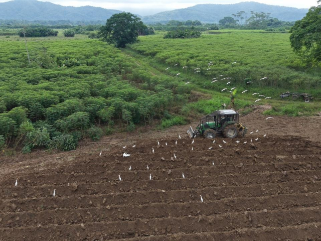 Campesinos del Catatumbo le apuestan a una Colombia libre de coca sembrando yuca, miel y otros alimentos para fortalecer la soberanía alimentaria