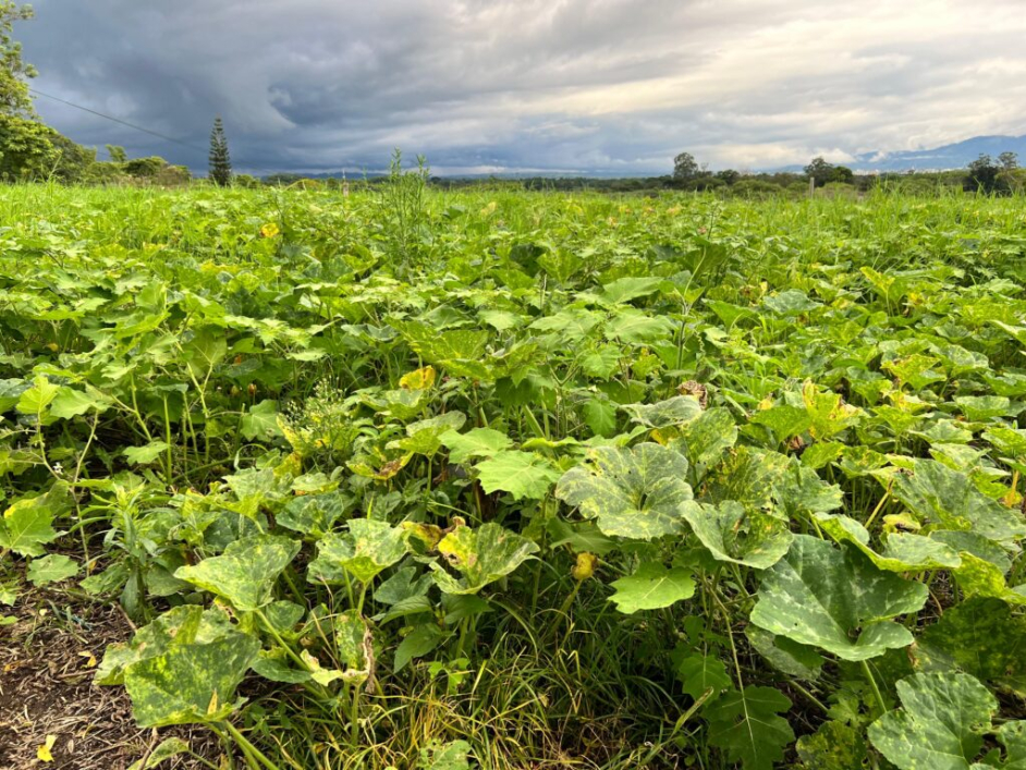 Jesús, heredero de la reforma