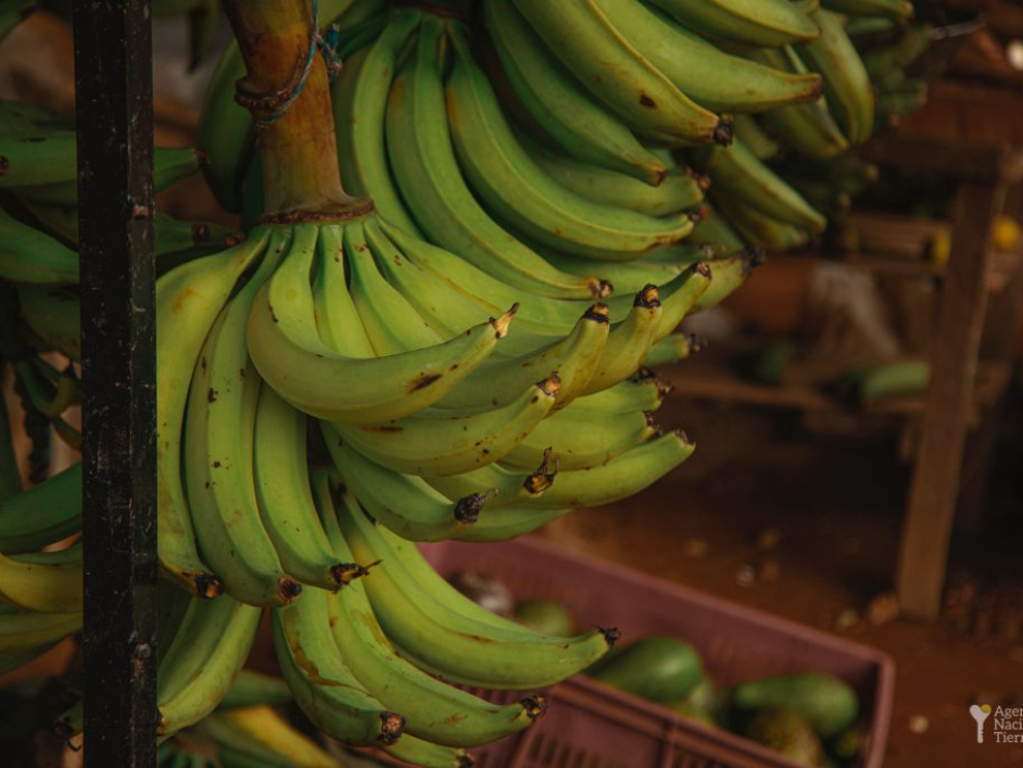 Racimos de plátano verde.