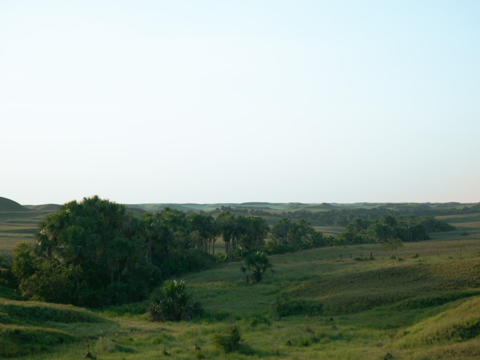 Los morichales, predio Los Cachorros.