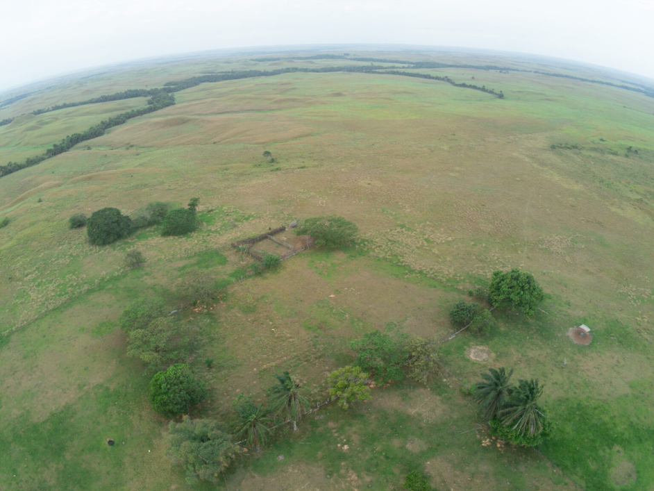 morichales de Los cachorros