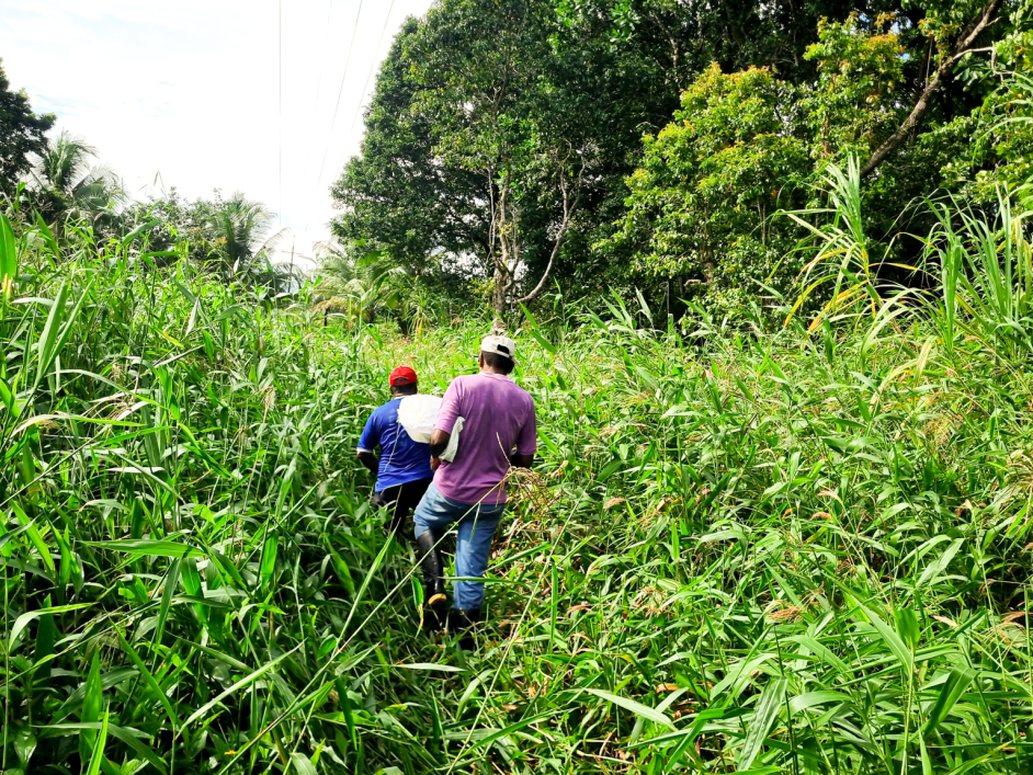 dos-personas-caminando-a-travs-de-la-hierba-alta-en-el-bosque