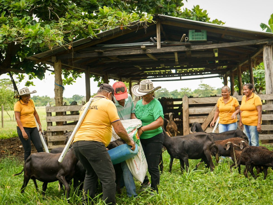 la-gente-con-camisas-amarillas-est-alimentando-cabras-en-un-campo